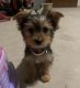 Yorkshire Terrier Puppies for sale in Red Oak, TX 75154, USA. price: $1,000