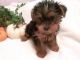 Yorkshire Terrier Puppies for sale in Laurel, MS, USA. price: $850