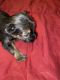 Yorkshire Terrier Puppies for sale in Elmwood, IL, USA. price: $1,000