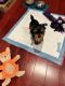 Yorkshire Terrier Puppies for sale in Clinton, MD, USA. price: $1,800