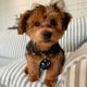 Yorkshire Terrier Puppies for sale in Wilmington, NC 28401, USA. price: $345