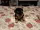 Yorkshire Terrier Puppies for sale in Fairfield, CA 94533, USA. price: $3,000