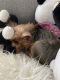 Yorkshire Terrier Puppies for sale in 2021 NW 75th Ave, Sunrise, FL 33313, USA. price: NA