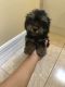 Yorkshire Terrier Puppies for sale in Naples, FL, USA. price: $2,000