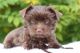 Yorkshire Terrier Puppies for sale in Vancouver, WA, USA. price: $3,000