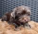 Yorkshire Terrier Puppies for sale in Vancouver, WA, USA. price: $2,800