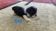 Yorkshire Terrier Puppies for sale in South Boardman, MI 49680, USA. price: $1,500