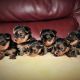 Yorkshire Terrier Puppies for sale in California City, CA, USA. price: $900