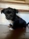 Yorkshire Terrier Puppies for sale in High Point, NC, USA. price: $800