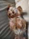Yorkshire Terrier Puppies for sale in Pittsburgh, PA, USA. price: $4,000