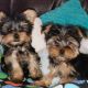 Yorkshire Terrier Puppies for sale in Windyville, MO 65783, USA. price: $1,500