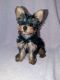 Yorkshire Terrier Puppies for sale in Brevard County, FL, USA. price: $1,500