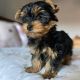 Yorkshire Terrier Puppies for sale in Marigold Rd, Boynton Beach, FL 33436, USA. price: $800