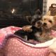 Yorkshire Terrier Puppies for sale in Oklahoma City, OK, USA. price: $550