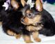 Yorkshire Terrier Puppies for sale in Goodyear, AZ 85338, USA. price: NA