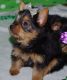 Yorkshire Terrier Puppies for sale in Clifton, NJ, USA. price: $400