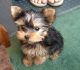 Yorkshire Terrier Puppies for sale in New Delhi, Delhi, India. price: 5000 INR