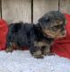 Yorkshire Terrier Puppies for sale in Lowell, MA, USA. price: $2,700