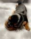 Yorkshire Terrier Puppies for sale in Tustin, CA 92782, USA. price: NA