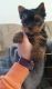 Yorkshire Terrier Puppies for sale in Harrison, TN 37341, USA. price: $600