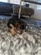 Yorkshire Terrier Puppies for sale in Henderson, NV 89012, USA. price: $1,800