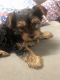 Yorkshire Terrier Puppies for sale in Flushing, Queens, NY, USA. price: $2,200