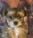 Yorkshire Terrier Puppies for sale in Casa Grande, AZ, USA. price: $1,300