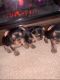Yorkshire Terrier Puppies for sale in Indianapolis, IN, USA. price: $1,600