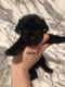 Yorkshire Terrier Puppies for sale in Mt Carmel, PA 17851, USA. price: $1,300