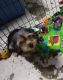 Yorkshire Terrier Puppies for sale in Gilroy, CA 95020, USA. price: $850