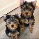 Yorkshire Terrier Puppies for sale in Huntsville, AL, USA. price: $550