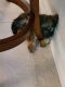 Yorkshire Terrier Puppies for sale in 2474 Laurel Rd E, Nokomis, FL 34275, USA. price: $700