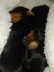 Yorkshire Terrier Puppies for sale in Stow, OH, USA. price: $3,000