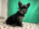 Yorkshire Terrier Puppies for sale in Bradford, PA 16701, USA. price: $850