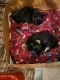 Yorkshire Terrier Puppies for sale in S Sheridan Rd, Tulsa, OK, USA. price: $1,000