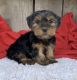 Yorkshire Terrier Puppies for sale in Lowell, MA, USA. price: $2,500