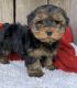 Yorkshire Terrier Puppies for sale in Lowell, MA, USA. price: $2,700