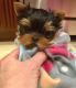 Yorkshire Terrier Puppies for sale in NM-528, Albuquerque, NM, USA. price: NA