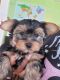 Yorkshire Terrier Puppies for sale in Providence, RI, USA. price: $800