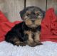 Yorkshire Terrier Puppies for sale in Lowell, MA, USA. price: $2,300