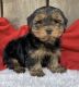 Yorkshire Terrier Puppies for sale in Lowell, MA, USA. price: $2,500