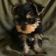 Yorkshire Terrier Puppies for sale in Anaheim, CA 92801, USA. price: $1