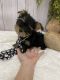 Yorkshire Terrier Puppies for sale in North Versailles, PA 15137, USA. price: $600