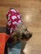 Yorkshire Terrier Puppies for sale in Fort Myers, FL, USA. price: $1,800