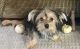 Yorkshire Terrier Puppies for sale in Ramona, CA 92065, USA. price: $2,000