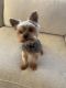 Yorkshire Terrier Puppies for sale in Sterling Heights, MI, USA. price: $1,100