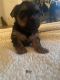 Yorkshire Terrier Puppies for sale in Inman, SC 29349, USA. price: $600