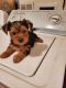 Yorkshire Terrier Puppies for sale in Cranford, NJ, USA. price: $1,500