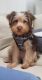 Yorkshire Terrier Puppies for sale in Cuyahoga Falls, OH 44224, USA. price: $500