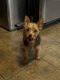 Yorkshire Terrier Puppies for sale in East Chicago, IN, USA. price: $1,500